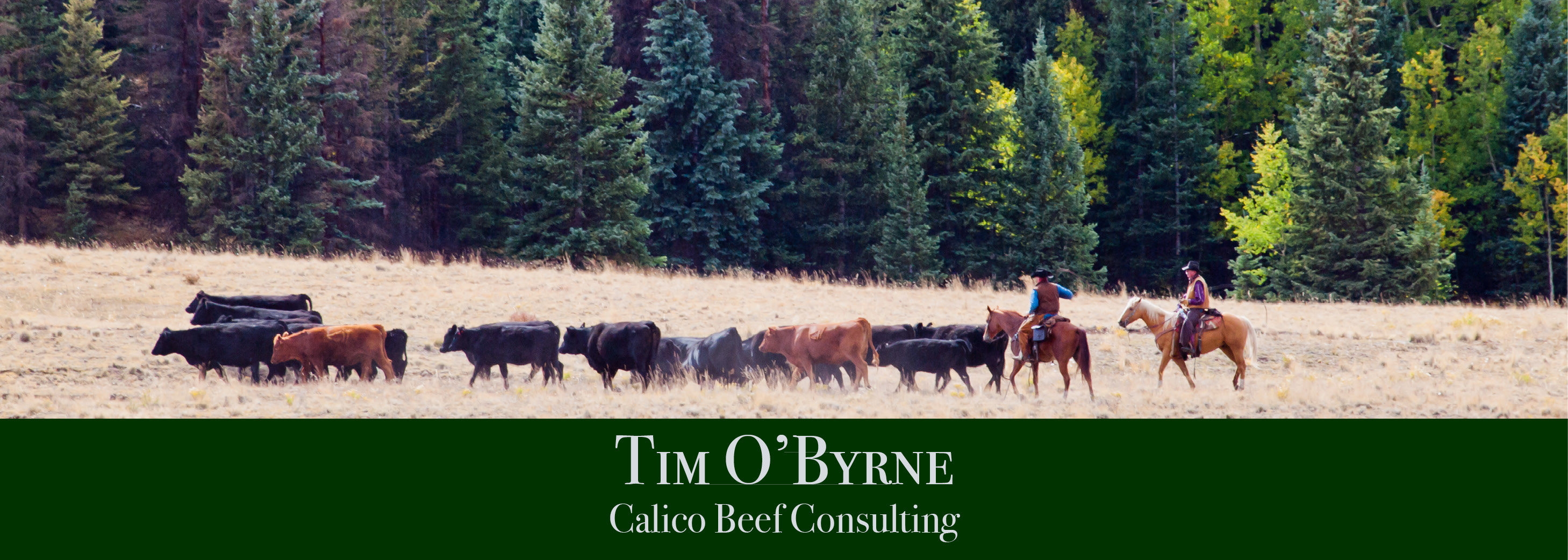 Tim O'Byrne, Calico Beef Consulting